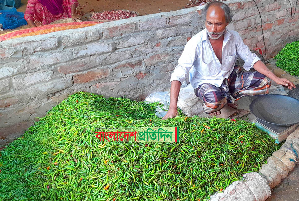 বগুড়ায় দাম কমলো কাঁচা মরিচের

