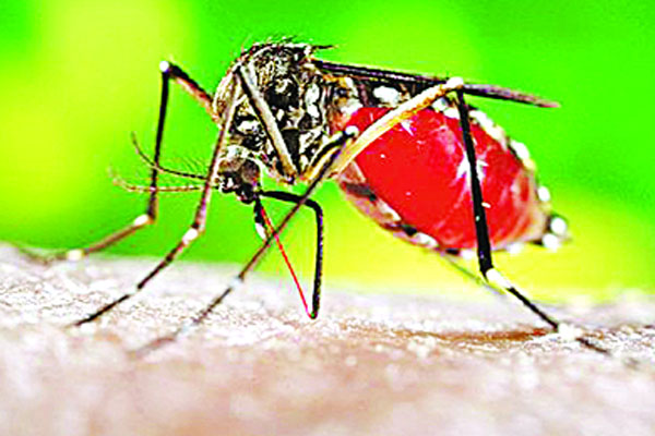 বরিশালে আতঙ্ক ছড়াচ্ছে ডেঙ্গু