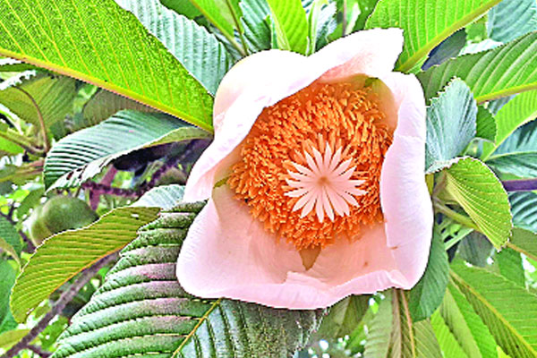 বর্ষায় শোভা পাচ্ছে চালতা ফুল