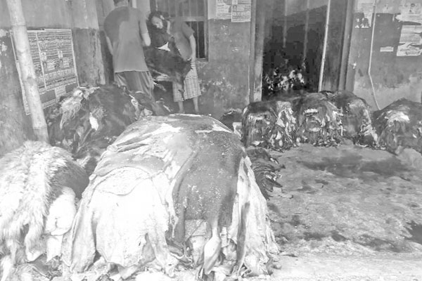 নাটোরে লবণের দাম দ্বিগুণ  বিপাকে চামড়া ব্যবসায়ী
