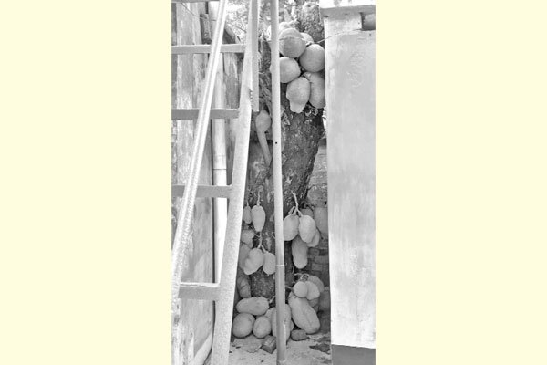 শতবর্ষী গাছে গোড়া থেকে ধরেছে কাঁঠাল
