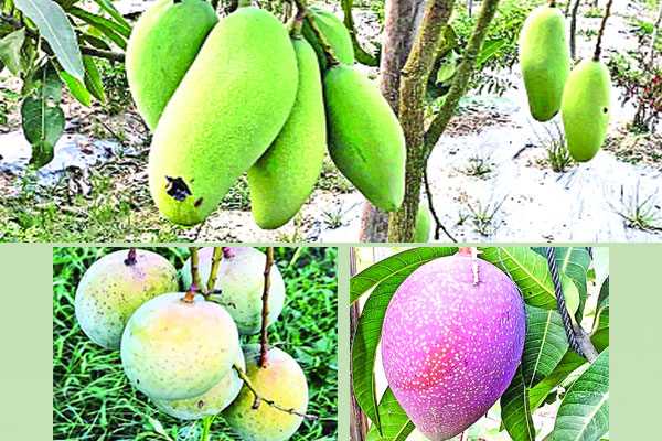 শখের বাগানে বাহারি আম