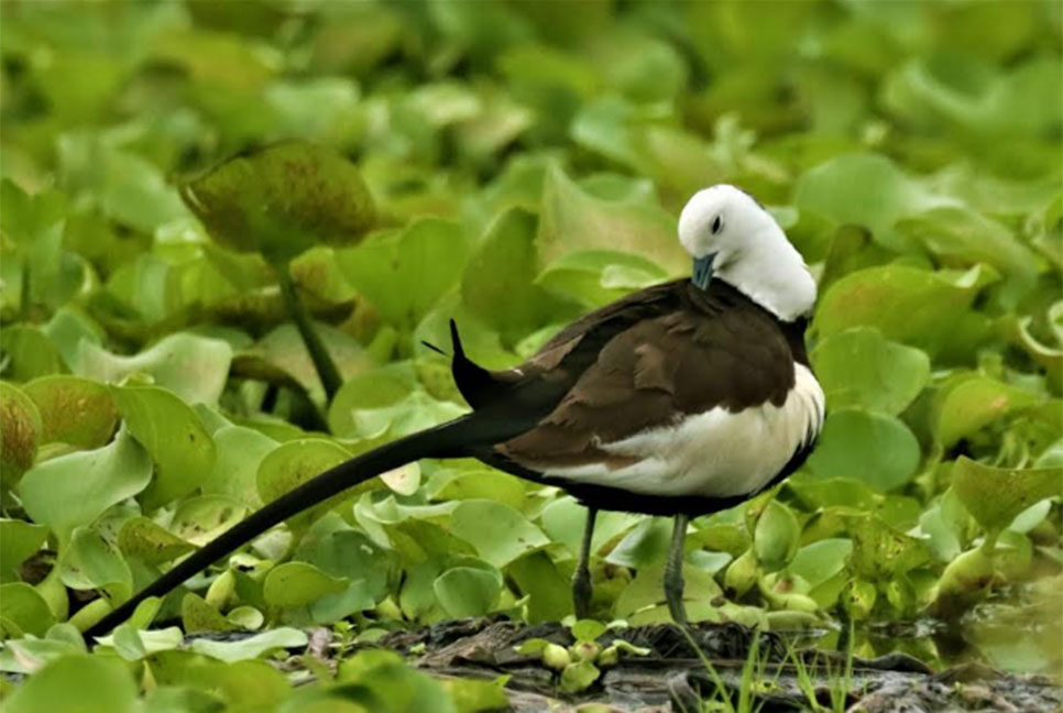 পরকীয়া পাখি জলময়ুরী