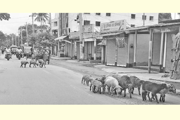 ব্যস্ত সড়কে ভেড়ার পাল