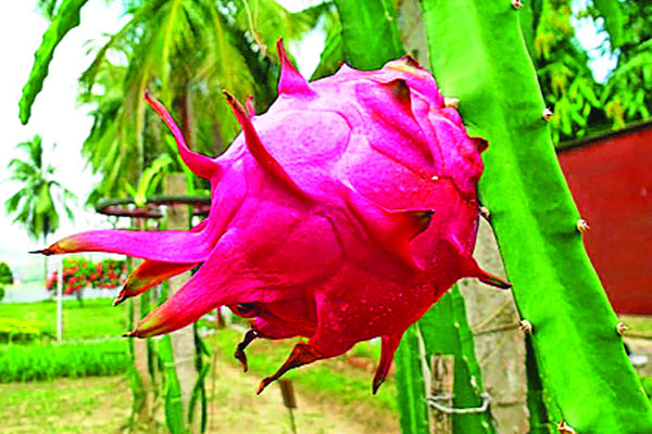 পাহাড়ে ড্রাগন ফলের বাম্পার ফলন
