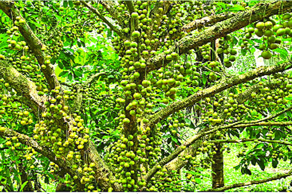 লটকন উৎপাদন ৮০ লাখ টাকার