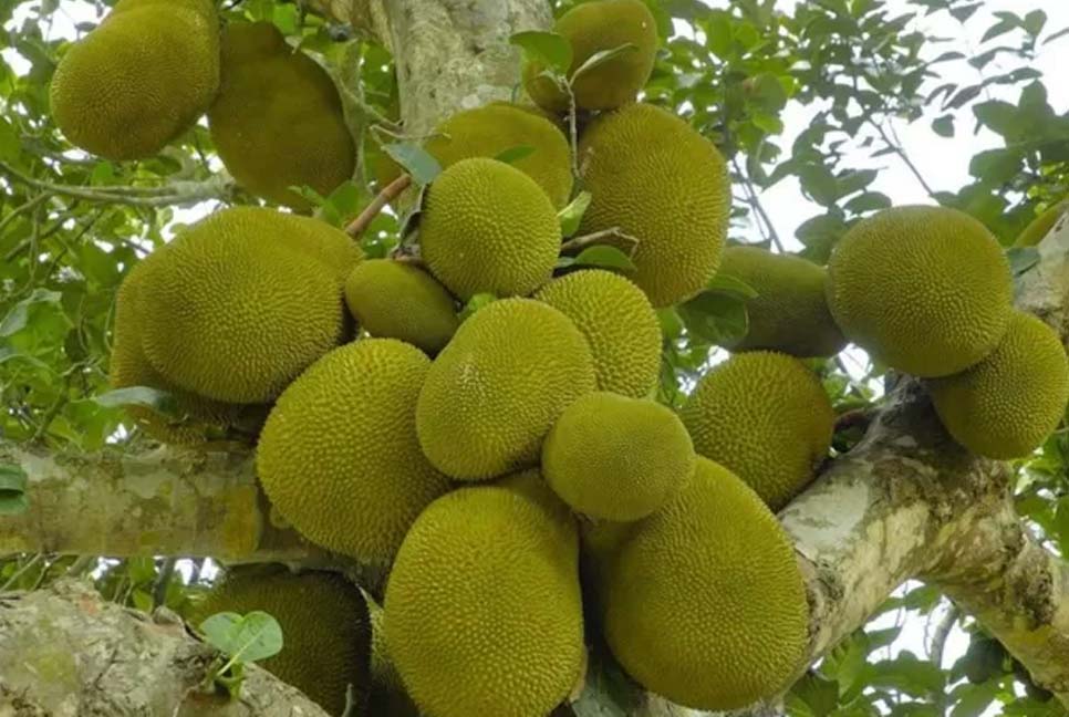 শ্রীলংকার দুর্দশা কাটেনি, কাঁঠাল খেয়ে বেঁচে আছে প্রচুর মানুষ