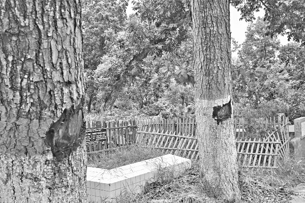 কাটা হচ্ছে অক্সিজেন ভান্ডার খ্যাত গোরস্থানের ৪৬৫ গাছ