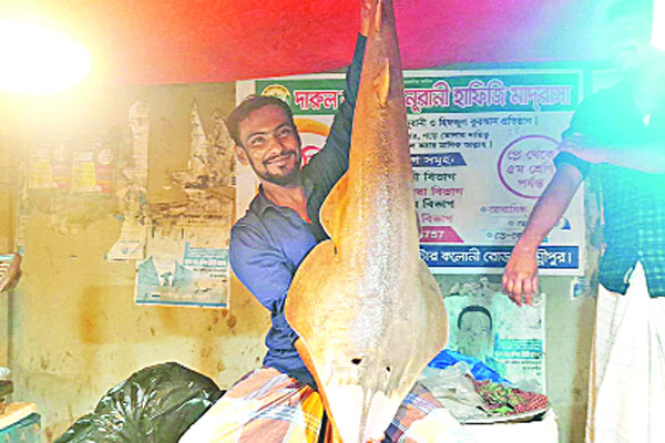 লক্ষ্মীপুরে পাওয়া গেল বিপন্নপ্রায় গিটার ফিশ