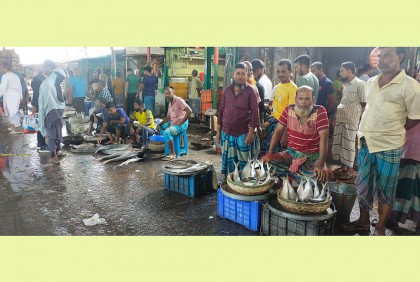 তীব্র স্রোতে নদীতে মিলছে না ইলিশ, হতাশায় সপ্তাহ পার