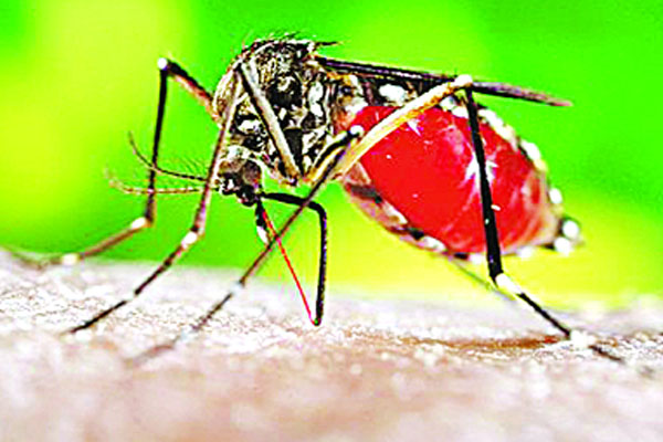 ডেঙ্গু চিকিৎসায় ভোগান্তি