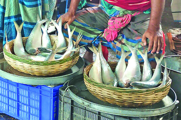 মৌসুম শুরু হলেও মিলছে না ইলিশ