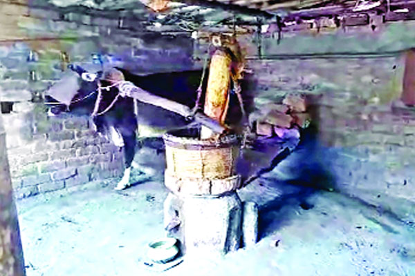 হারিয়ে যাচ্ছে গরু টানা ঘানি