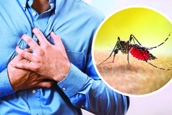 হৃদরোগীদের ডেঙ্গু : করণীয় কী?