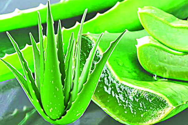 ত্বকের যত্নে অ্যালোভেরা