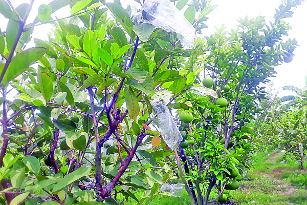 মিশ্র ফলের বাগান, স্বপ্ন দেখাচ্ছে চার বন্ধুকে