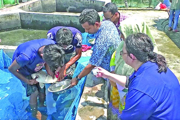 মাছের শুক্রাণু সংরক্ষণে বাকৃবির সফলতা