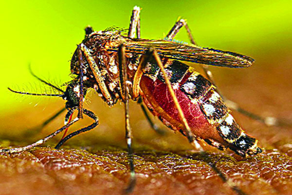 ডেঙ্গু থামাতে পারছে না ড্রোনও