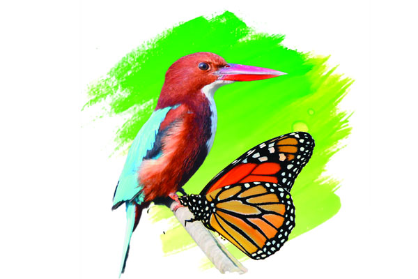 মাছরাঙা ও প্রজাপতি