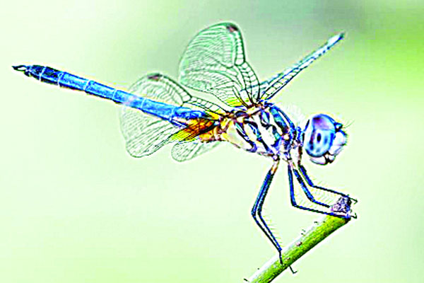 ফড়িং থেকে হেলিকপ্টার!