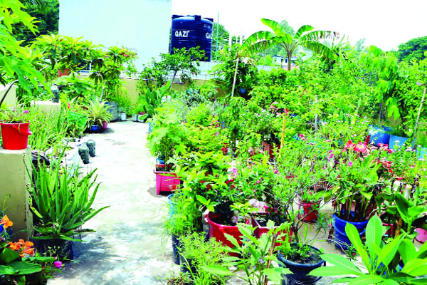 পথ দেখাচ্ছে ছাদকৃষি লার্নিং সেন্টার