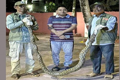 বাঁশখালীতে ১২ ফুট লম্বা অজগর উদ্ধার