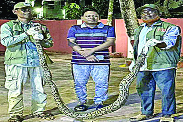 চট্টগ্রামে ১২ ফুট লম্বা অজগর উদ্ধার