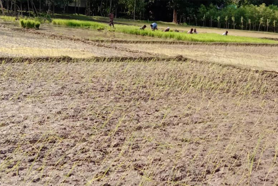 বৃষ্টিহীন বর্ষায় রোপা আমন ধান লাগানো নিয়ে বিপাকে কৃষক 