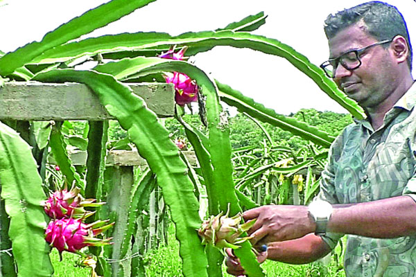 ড্রাগন চাষে সাফল্য