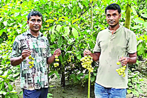 মিশ্র ফলের বাগানে সাফল্য