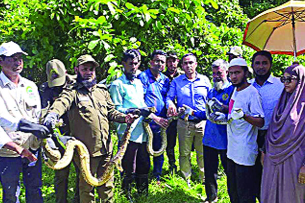 ২৬ অজগর মুক্ত হলো চুনতি অভয়ারণ্যে