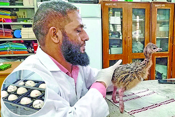 উটপাখির বাচ্চা ফুটিয়ে সাফল্য পেলেন হাবিপ্রবি গবেষকরা