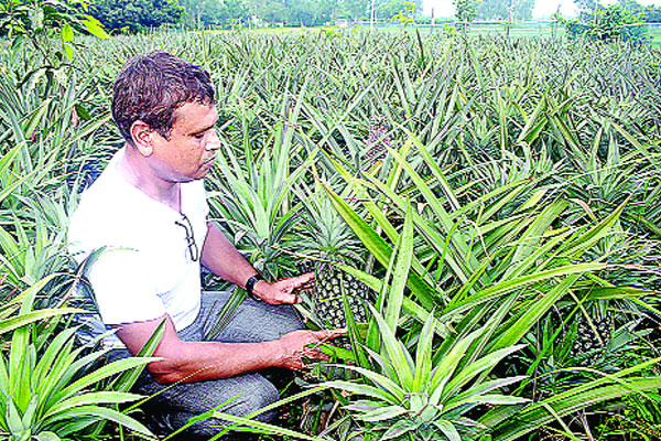 এবার দিনাজপুরেও আনারস চাষ