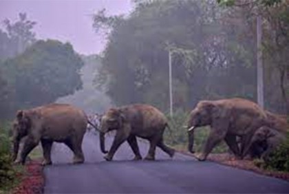 বিয়ে বাড়ির খাবারের ঘ্রাণ পেয়ে হাজির হাতির পাল, পালালেন বর-কনে