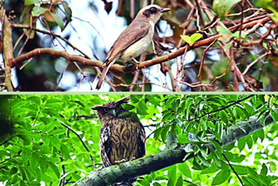পাখির কলরবে মুখর পীর নিকুঞ্জ
