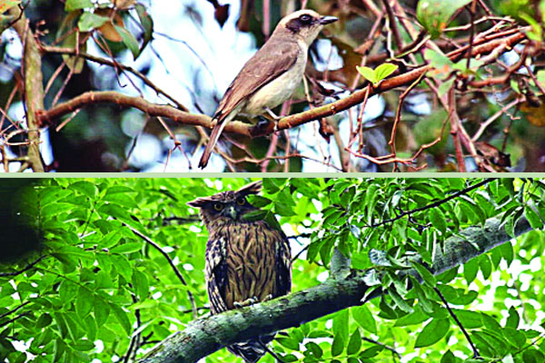 পাখির কলরবে মুখর পীর নিকুঞ্জ