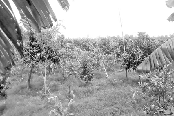 স্বপ্ন দেখাচ্ছে মিশ্র ফলের বাগান