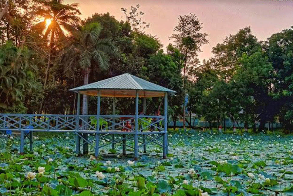 পদ্মপুকুরের ‘শ্বেতপদ্মে’ মুগ্ধ দর্শনার্থীরা 