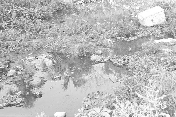 বগুড়ায় ডেঙ্গু আতঙ্ক