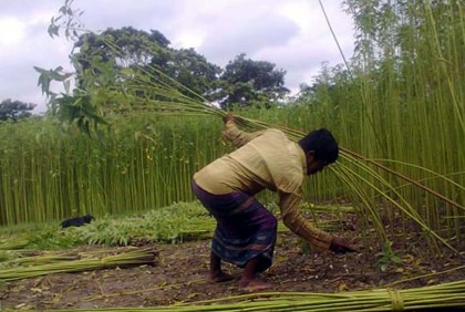 পানির অভাবে পাট জাগ দিতে পারছেন না কৃষকরা
