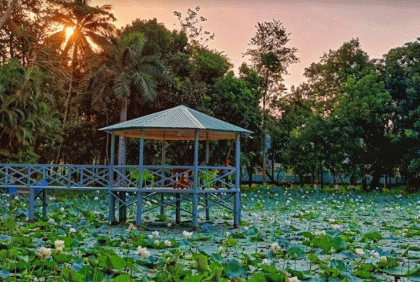 পদ্মপুকুরের ‘শ্বেতপদ্মে’ মুগ্ধ দর্শনার্থীরা 