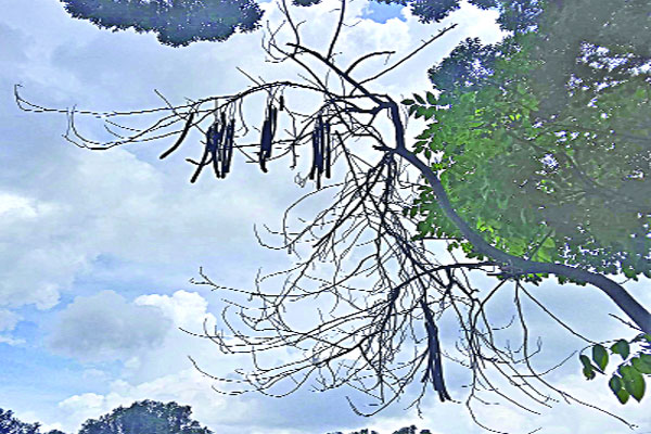 হারিয়ে যাচ্ছে বানরলাঠি গাছ