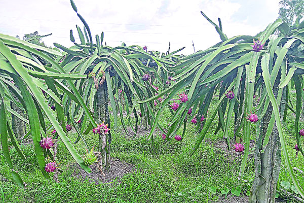 ড্রাগন চাষে সাফল্য