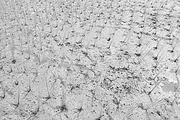 লালমনিরহাটে খরায় পুড়ছে আমন খেত