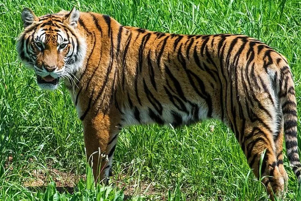 ভারত ও ভুটানে বেড়েছে বাঘের সংখ্যা