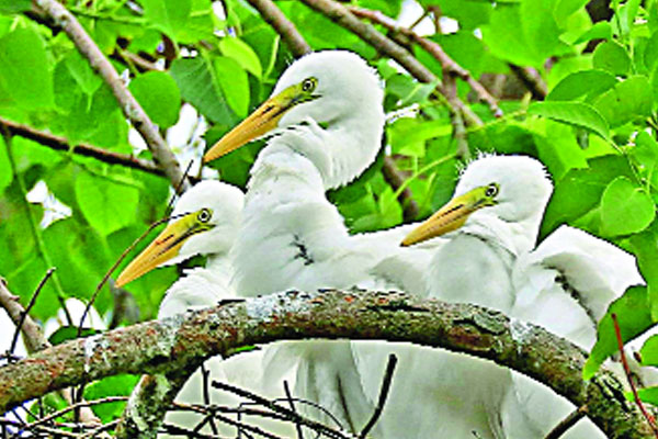 প্রকৃতিতে শুভ্রতা ছড়ানো বড় সাদা বক হারিয়ে যাচ্ছে