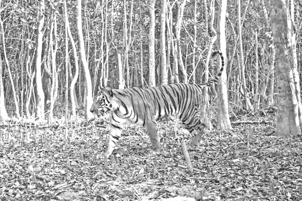 ভারত ও ভুটানে বেড়েছে বাঘের সংখ্যা