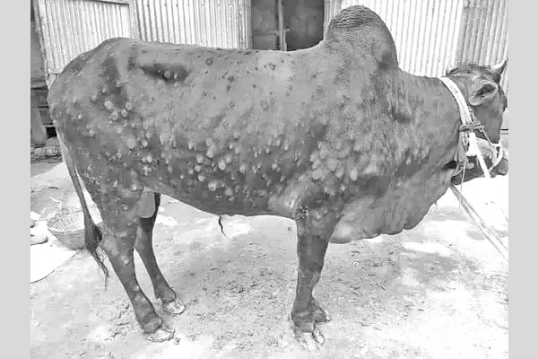 ল্যাম্পি আক্রান্ত গবাদিপশু নিয়ে বিপাকে খামারি ও কৃষক
