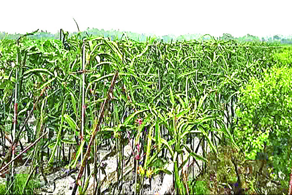 ড্রাগন চাষে সাফল্য