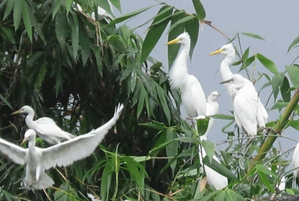 প্রকৃতিতে শুভ্রতা ছড়ানো বড় সাদা বক হারিয়ে যাচ্ছে